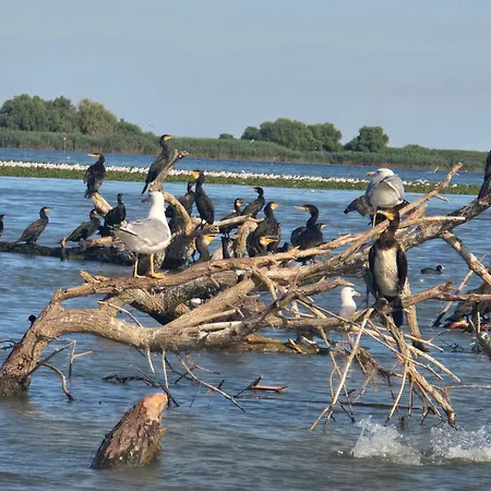 Pensjonat Pensiunea Briza Marii